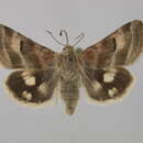 Image of <i>Heliothis ononis</i>