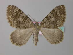 Image of Euphyia frustata griseoviridis Kitt 1926