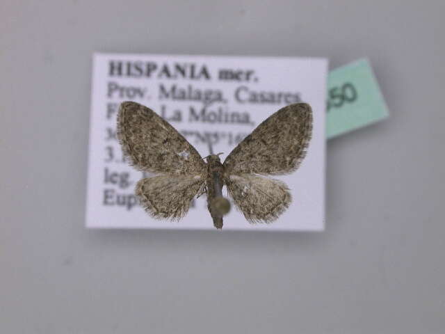 Image of Eupithecia massiliata Millière 1865