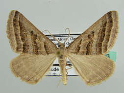 Image of Scotopteryx