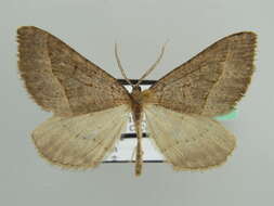 Image of Scotopteryx