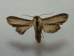 Image of <i>Shargacucullia scrophulariae</i>