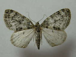 صورة Chloroclysta miata Linnaeus 1758