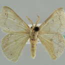 Image of Mimandria