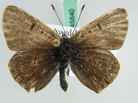 Image of <i>Lycaena tityrus</i>