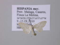 Image of <i>Idaea minuscularia</i>