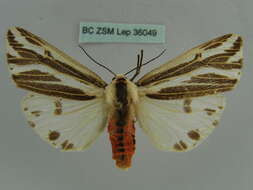 Image of Eospilarctia lewisii (Butler 1885)