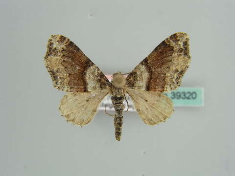 Слика од <i>Oulobophora externaria</i>