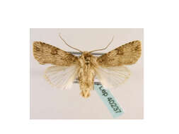 صورة <i>Agrotis catalaunensis</i>