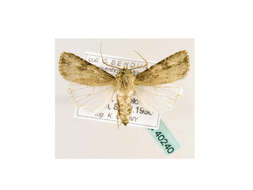 صورة <i>Agrotis catalaunensis</i>