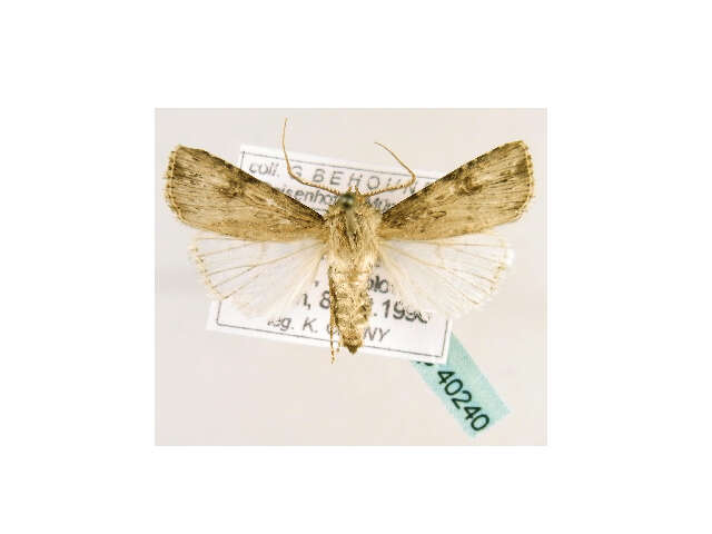 صورة <i>Agrotis catalaunensis</i>