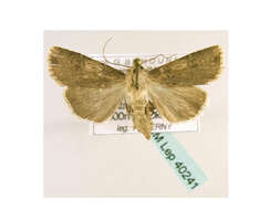 صورة <i>Agrotis catalaunensis</i>