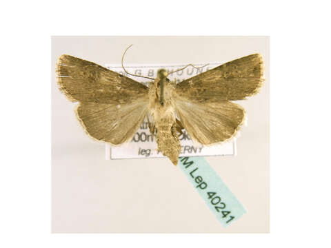 Image of <i>Agrotis catalaunensis</i>