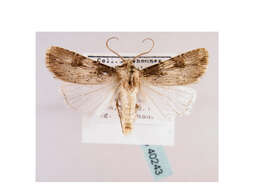 صورة <i>Agrotis catalaunensis</i>