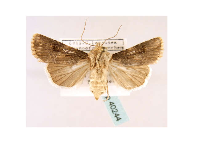 صورة <i>Agrotis catalaunensis</i>