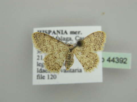 Image of Idaea alyssumata Millière 1873