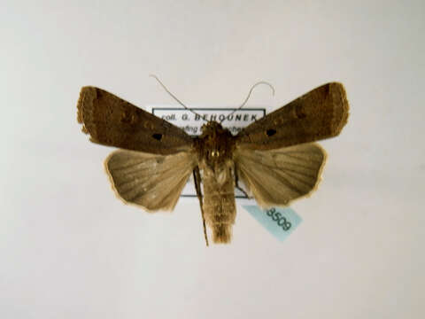 Agrotis atrux Pinker 1969的圖片