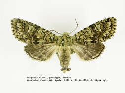 Image de <i>Griposia skyvai</i>