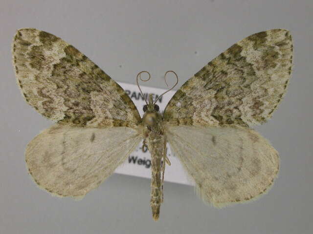 صورة Chloroclysta miata Linnaeus 1758