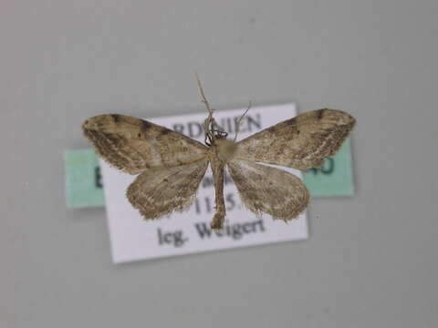 Image of Idaea attenuaria Rambur 1833