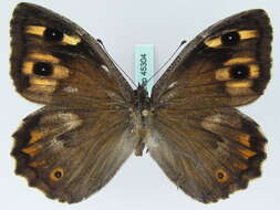 Image of <i>Hipparchia senthes</i>