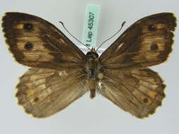 Image of <i>Hipparchia senthes</i>