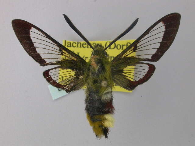 Image of broad-bordered bee hawk-moth