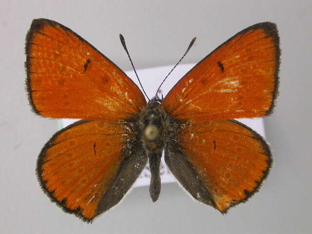 Image of Lycaena dispar rutilus (Werneburg 1864)