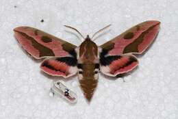 Image of Spurge Hawk Moth