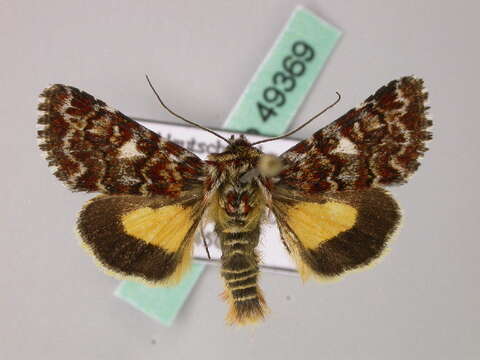 Image of beautiful yellow underwing