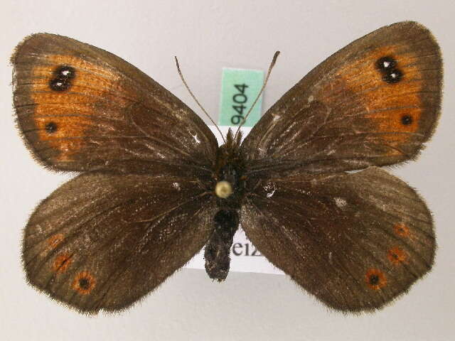 Image of Water Ringlet