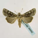 Image of <i>Agrotis schawerdai</i>