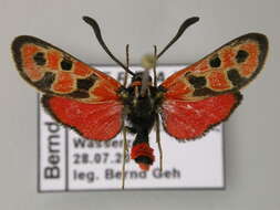 Image of Zygaena fausta Linnaeus 1767