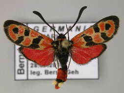 Image of Zygaena fausta Linnaeus 1767