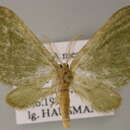 Слика од <i>Celonoptera mirificaria</i>