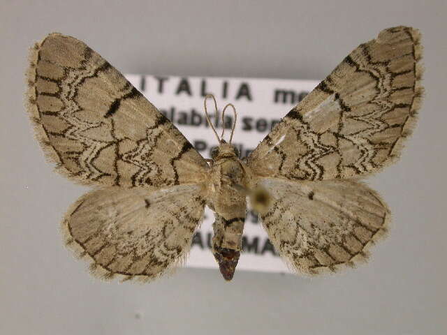 Image of Eupithecia schiefereri Bohatsch 1893