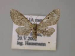 Image of Eupithecia ultimaria Boisduval 1840