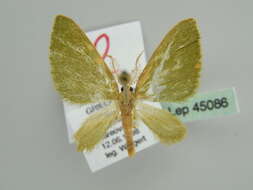 Слика од <i>Celonoptera mirificaria</i>