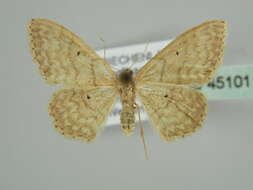 صورة Idaea determinata Staudinger 1876