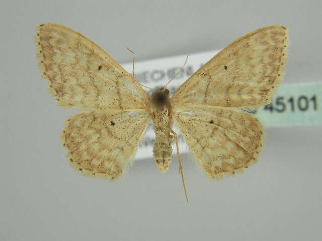 صورة Idaea determinata Staudinger 1876