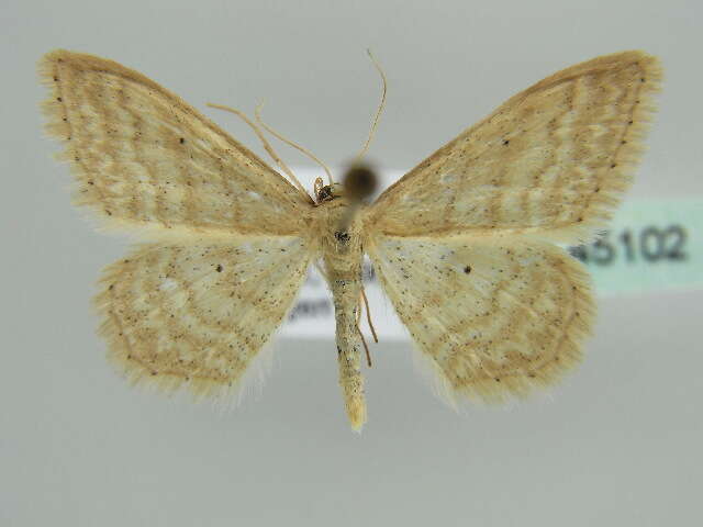 Image of Idaea ossiculata Lederer 1871