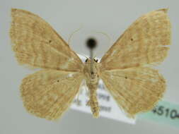 Image of Idaea consanguinaria Lederer 1853