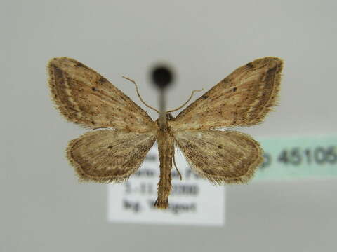 Image of Idaea attenuaria Rambur 1833