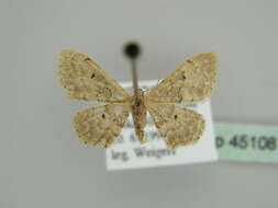 صورة Idaea intermedia Staudinger 1879