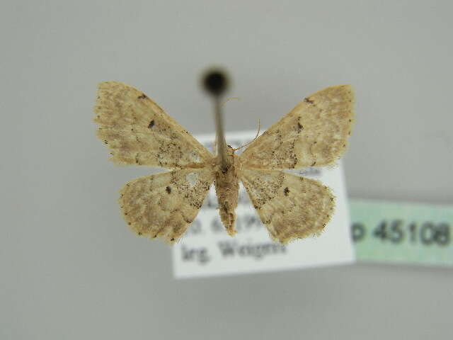 صورة Idaea intermedia Staudinger 1879