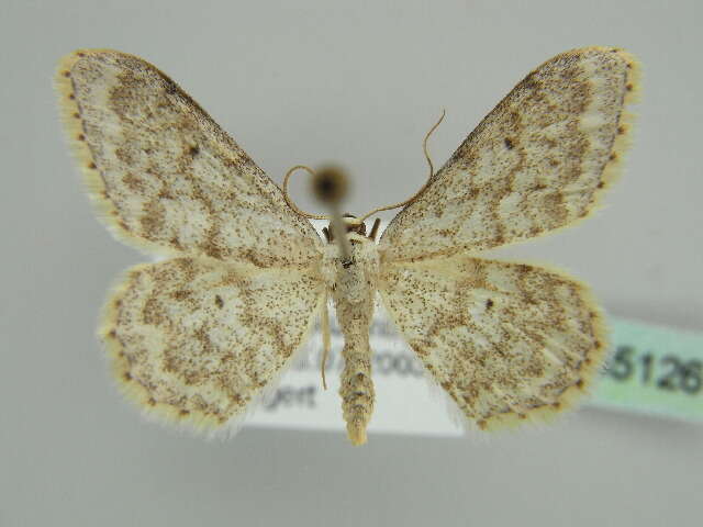 صورة Idaea metohiensis Rebel 1900