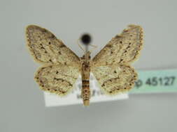 Image of Idaea atlantica Stainton 1859