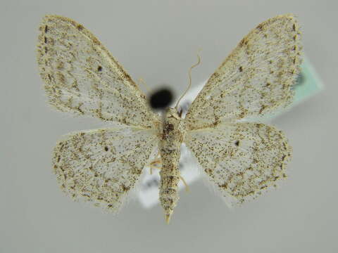 Image of Idaea albitorquata Püngeler 1909