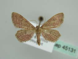 Image of Idaea infirmaria Rambur 1833