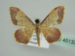 Image de Idaea ostrinaria